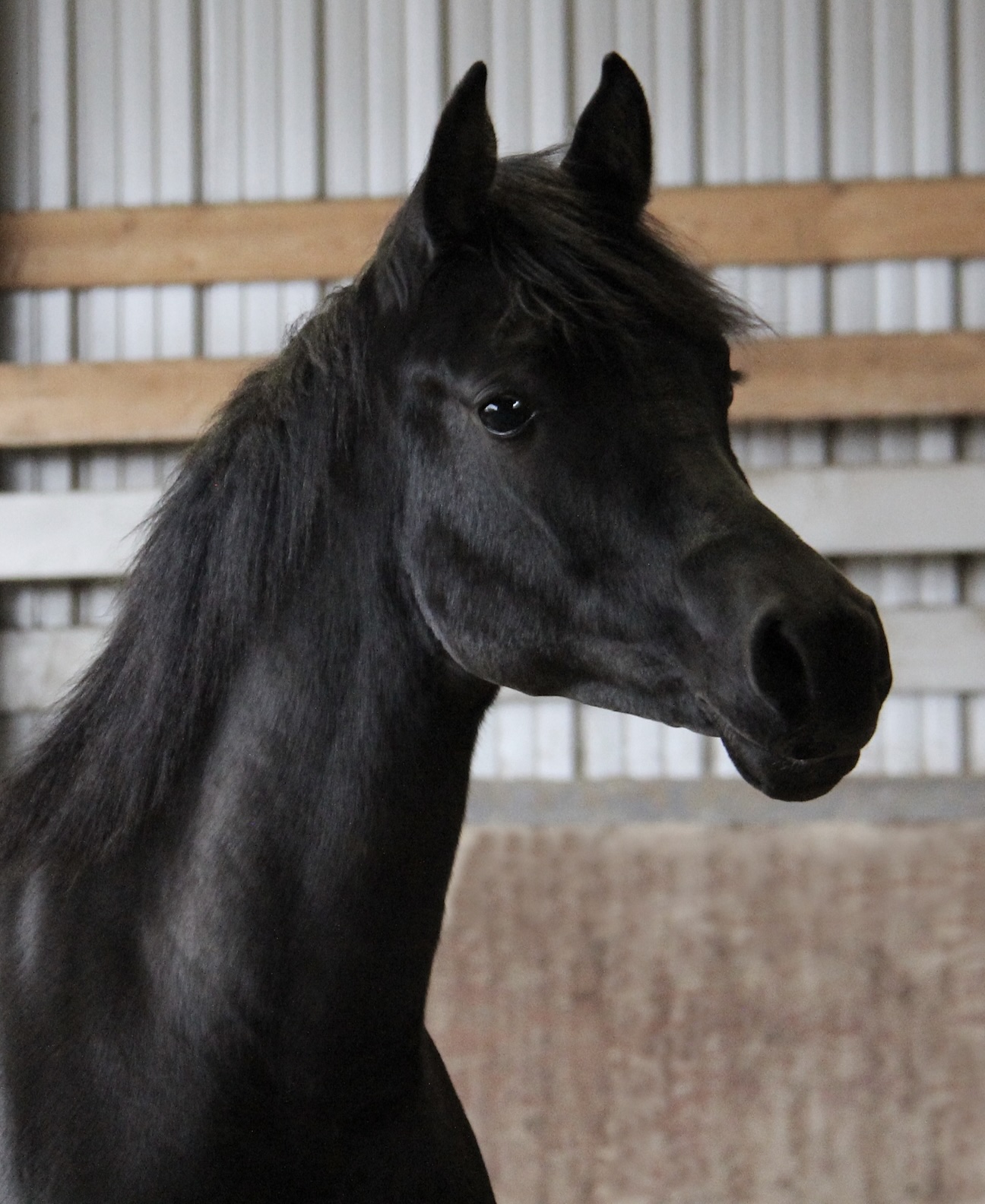 Homozygous black
                                                filly by Om El Maximus
