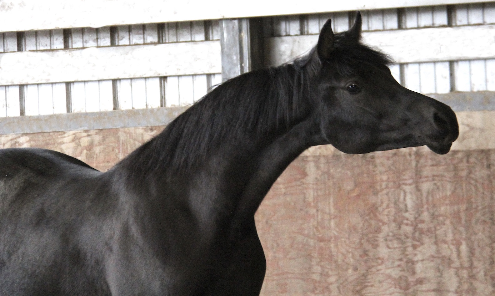 Homozygous black filly by Om El Maximus