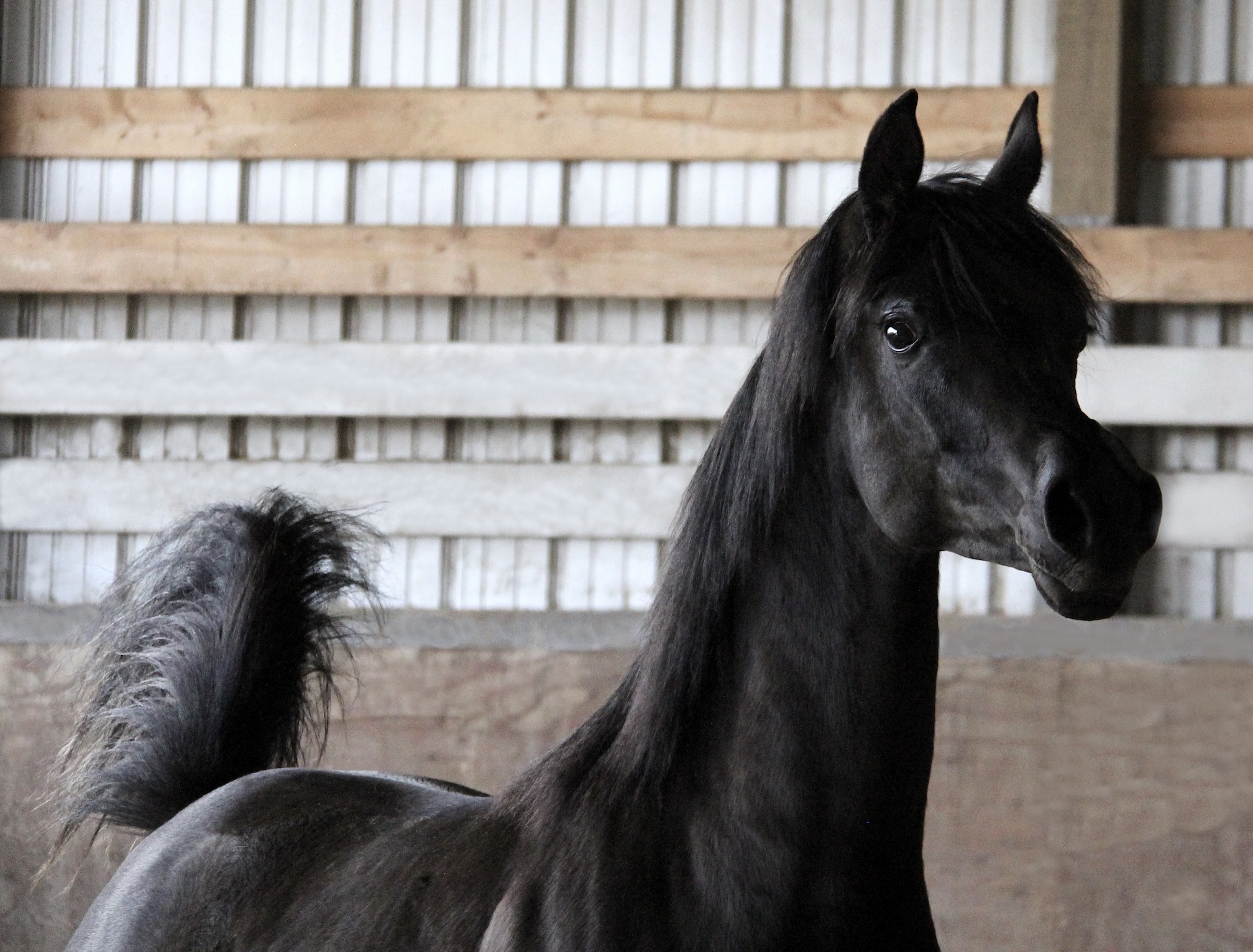 Homozygous black filly by Om El Maximus