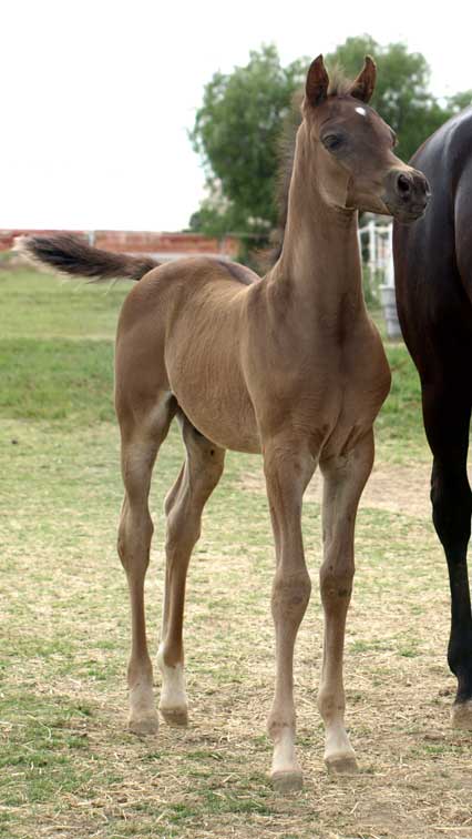 Black Arabian colt by Triton BP