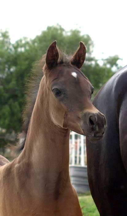 Black Arabian colt by Triton BP