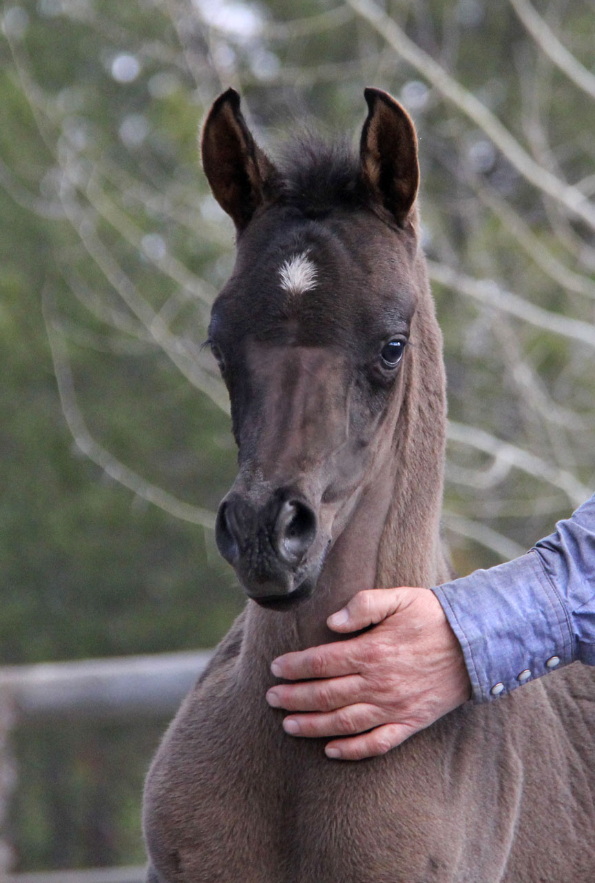 Homozygous black colt by Magic Magnfique