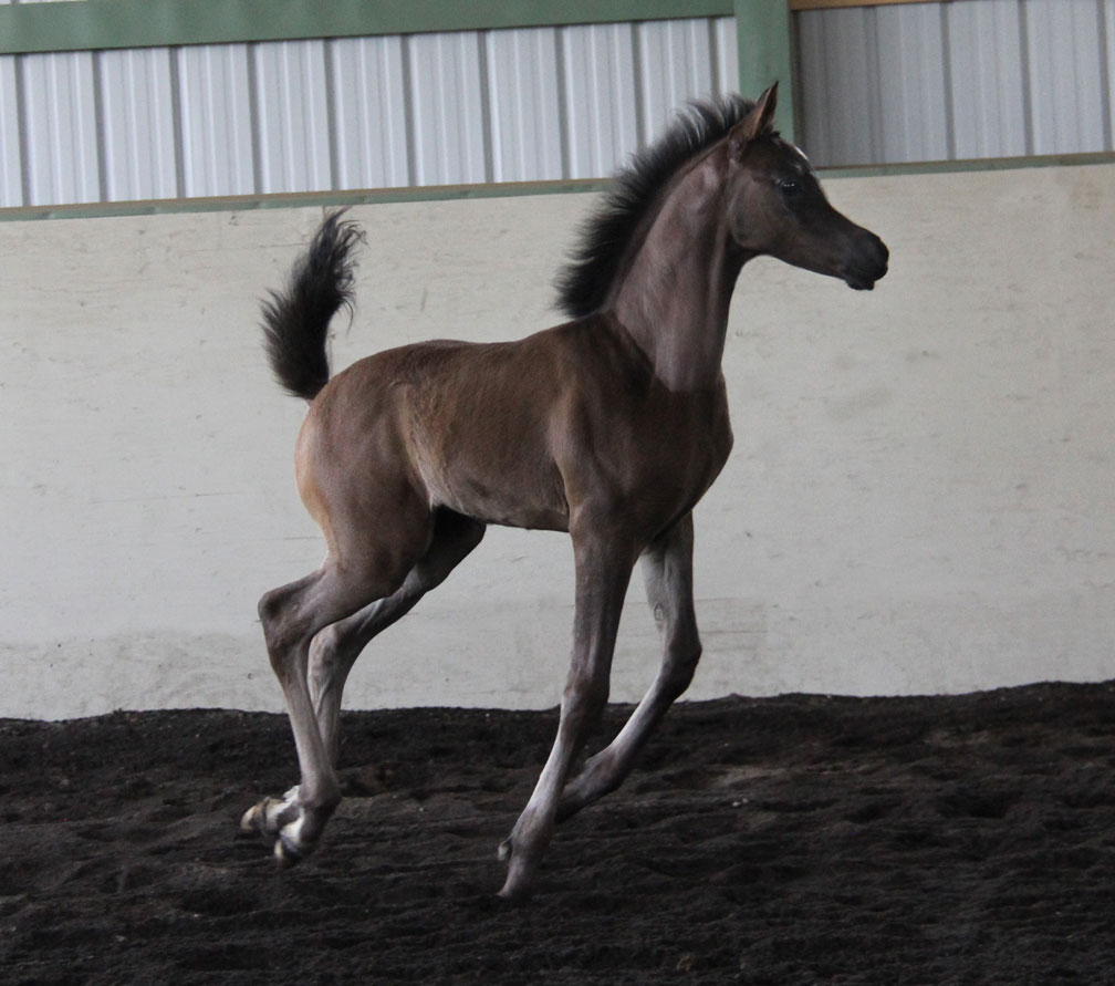homozygous black colt by Magic Magnifique shown here at just 6 weeks old.