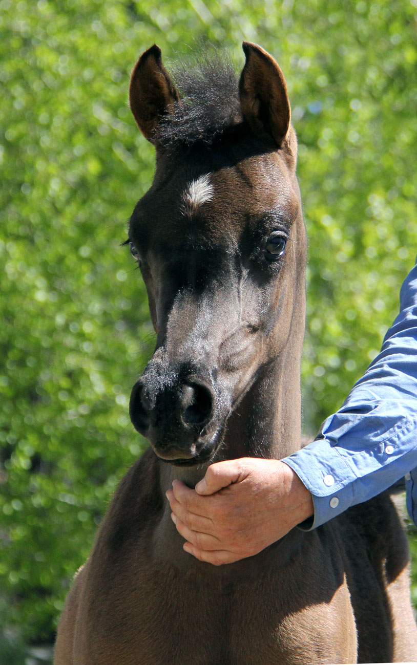 Homozygous black Arabian colt by Magic Magnifique