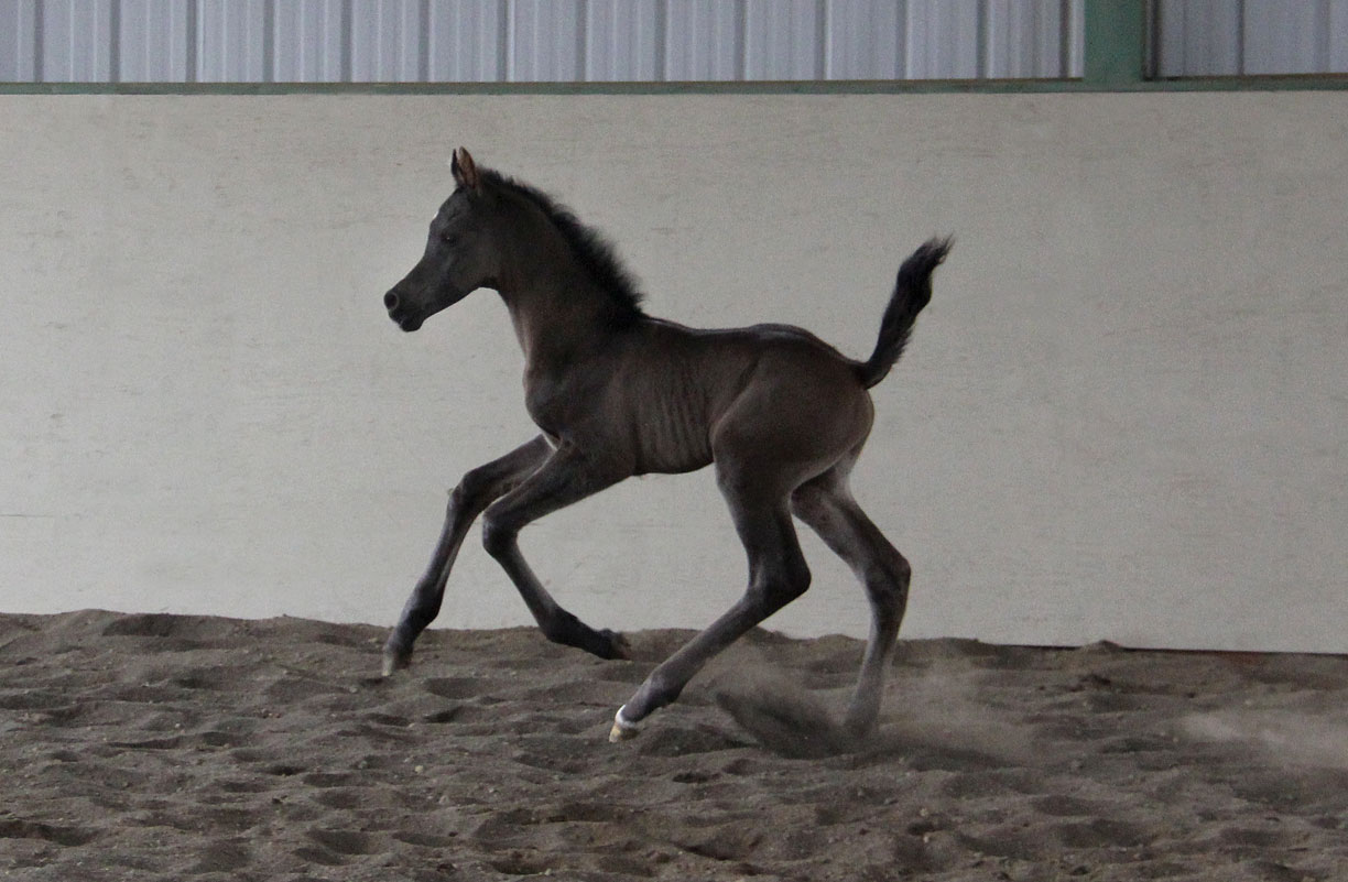 2016 black colt by Magic Magnifique