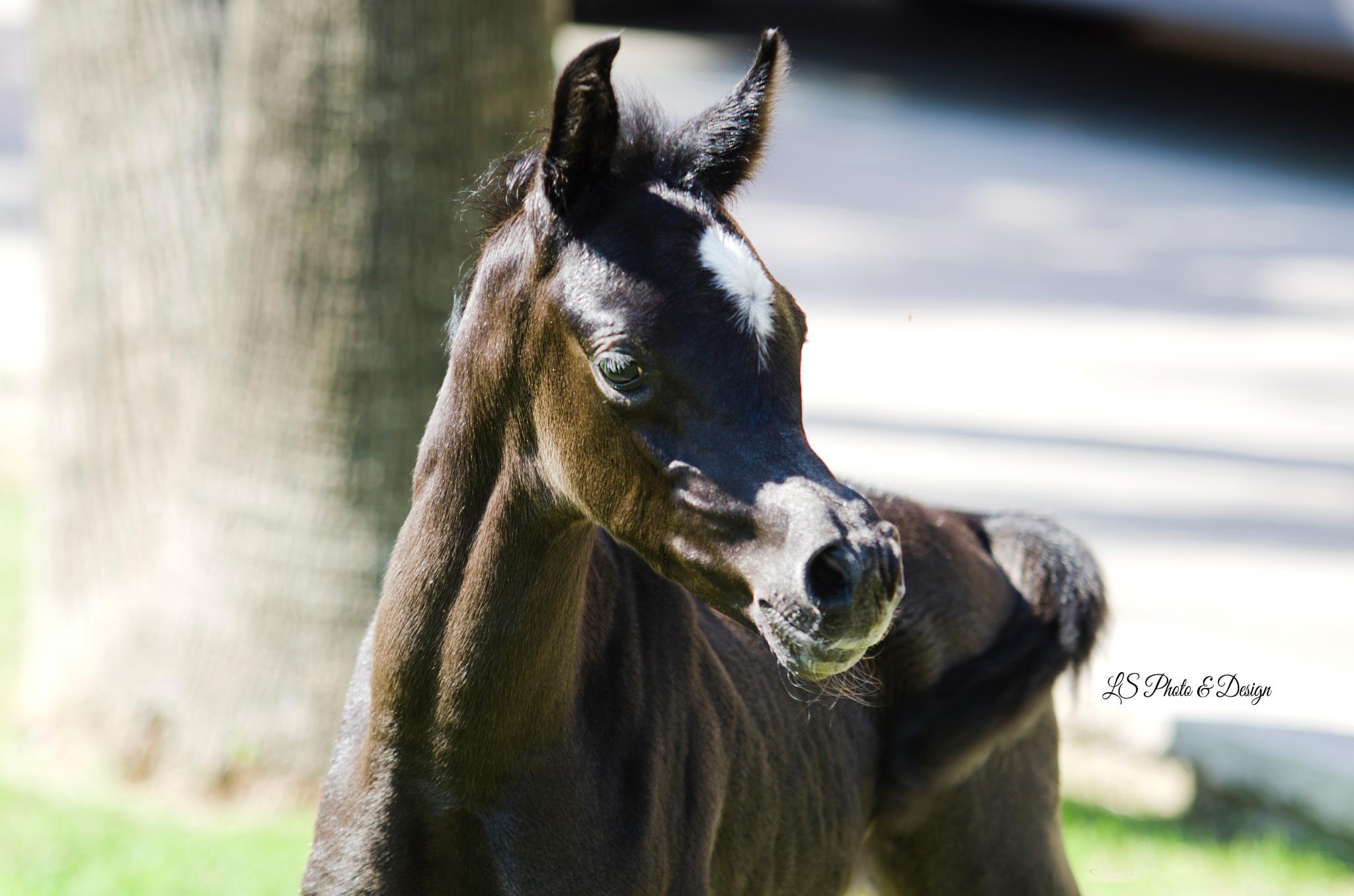 Grey colt by Magic Marbello