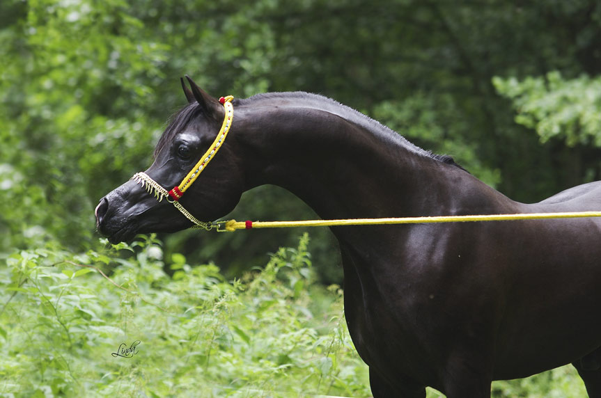 Exotic Black Arabian stallion by True Colours