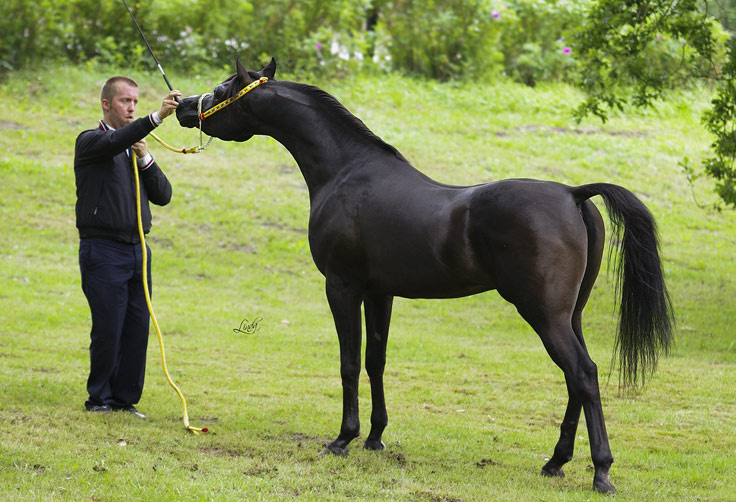 Exotic Black Arabian stallion by True Colours