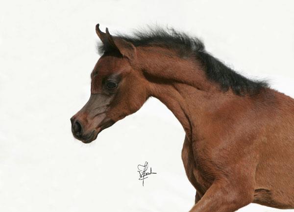 Foal by Magnifique