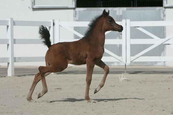 Foal by Magnifique