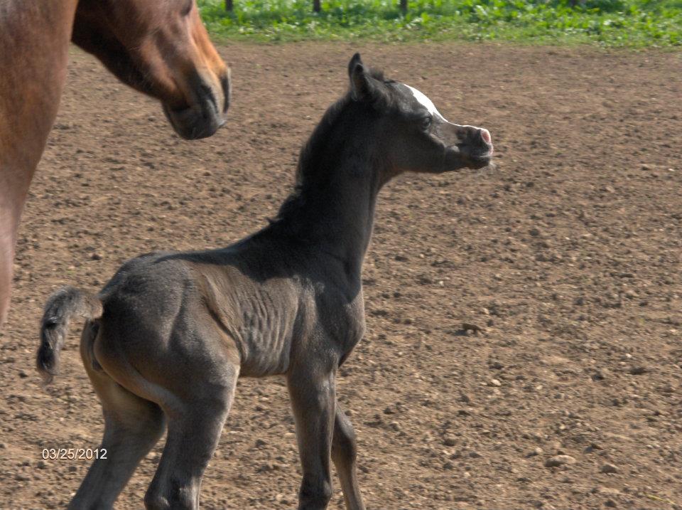 Foal by Magnifique