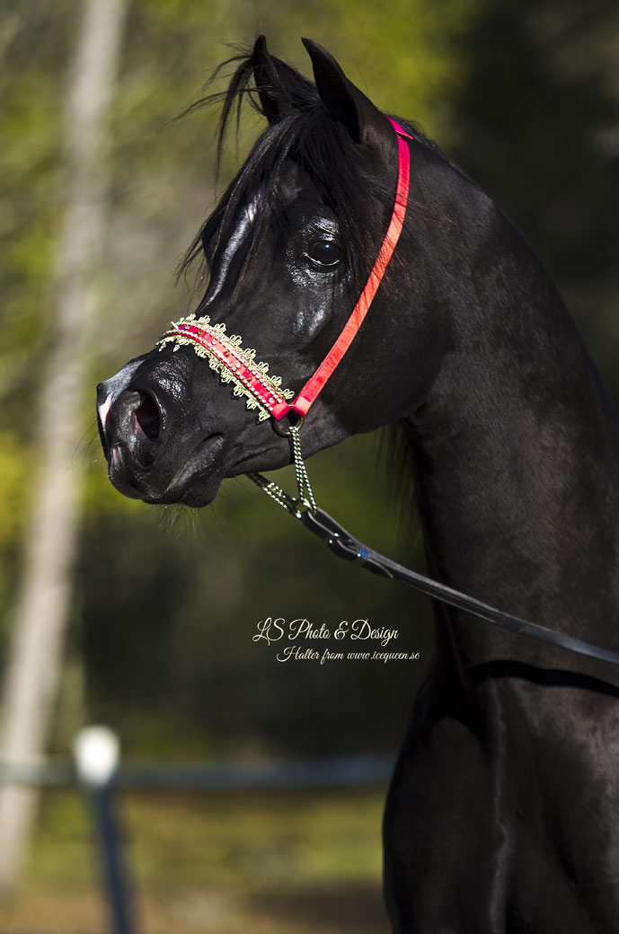 Black Arabians stallion Magic Magnifique