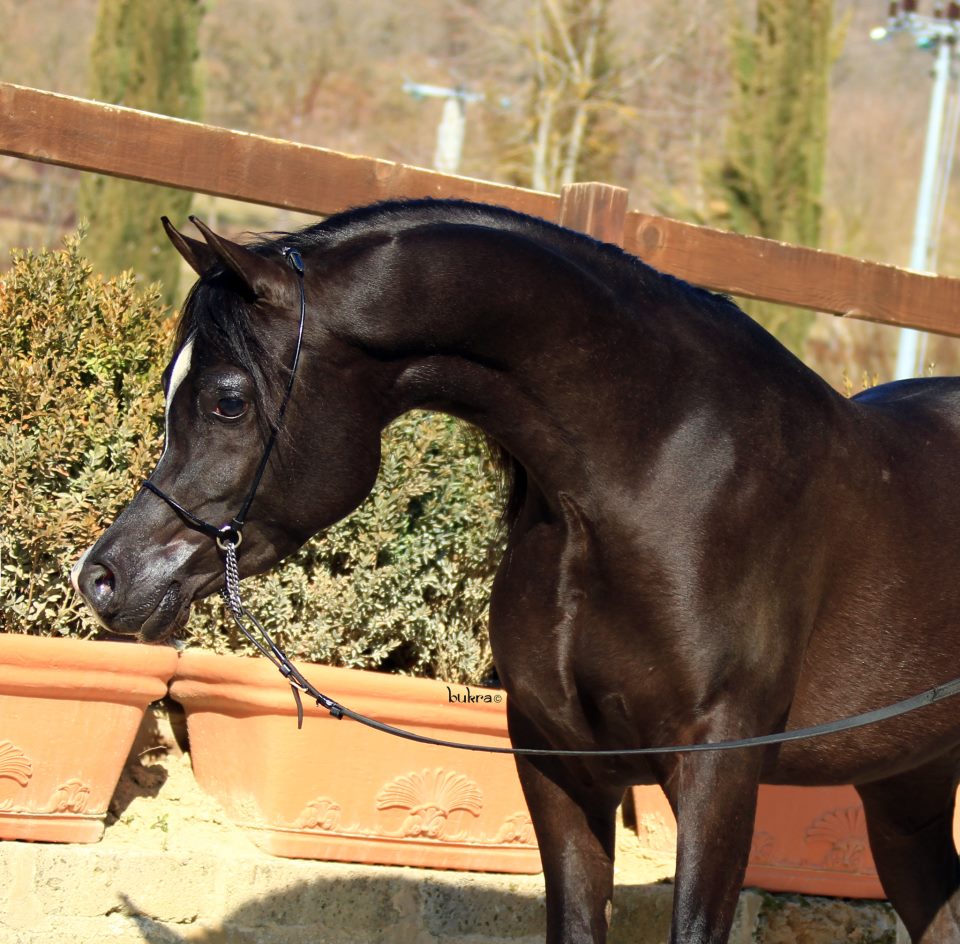 Black Arabian stallion owned by Black Arabians of Sweden