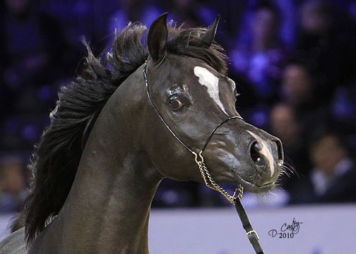 Black Arabian stallion by True Colours