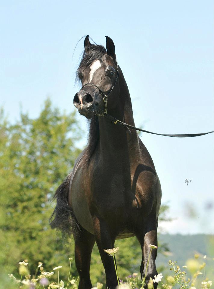 Black Arabian stallion by True Colours