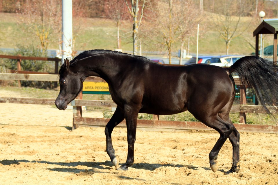 Black Arabian stallion by True Colours