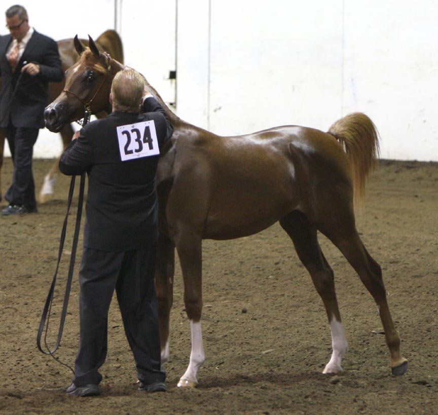 Chestnut colt by Exceleration BP