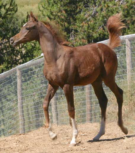 Chestnut Arabian colt by Exceleration BP