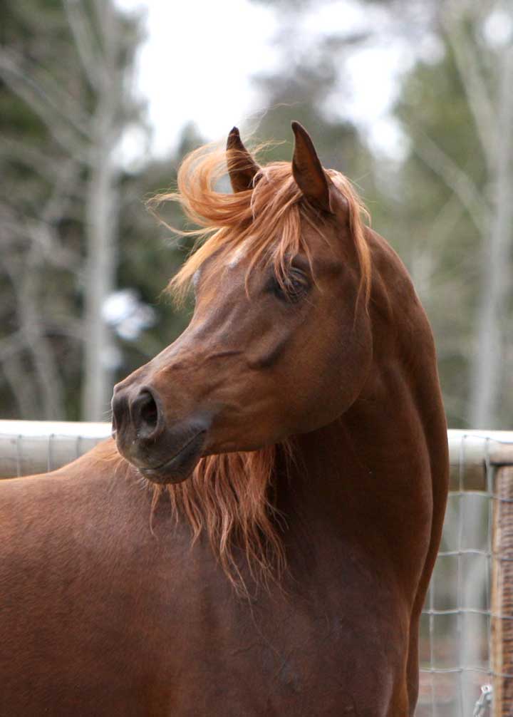 Chestnut Arabian Stallion by QR Excel