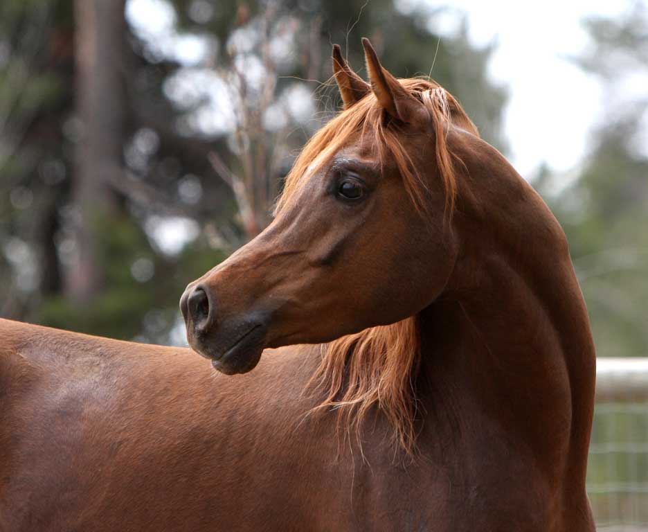 Chestnut Arabian Stallion by QR Excel