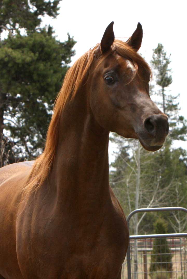 Chestnut Arabian Stallion by QR Excel