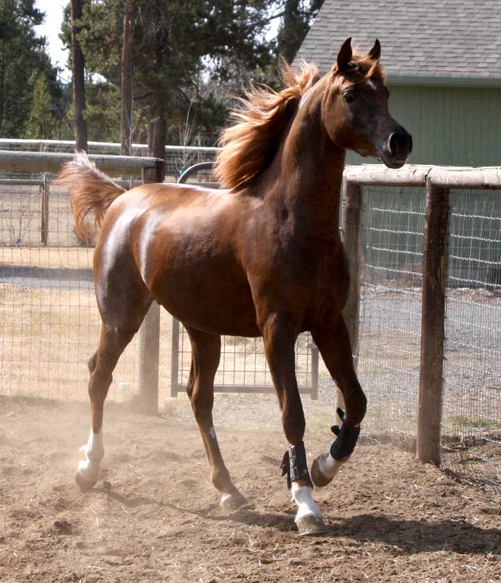 Region IV Champion Chestnut colt