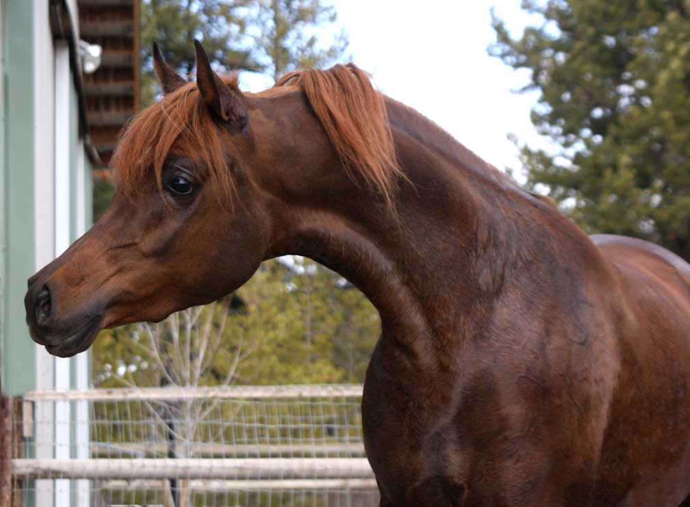 Region IV Champion yearling colt