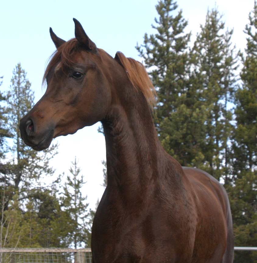 Region IV Champion yearling colt