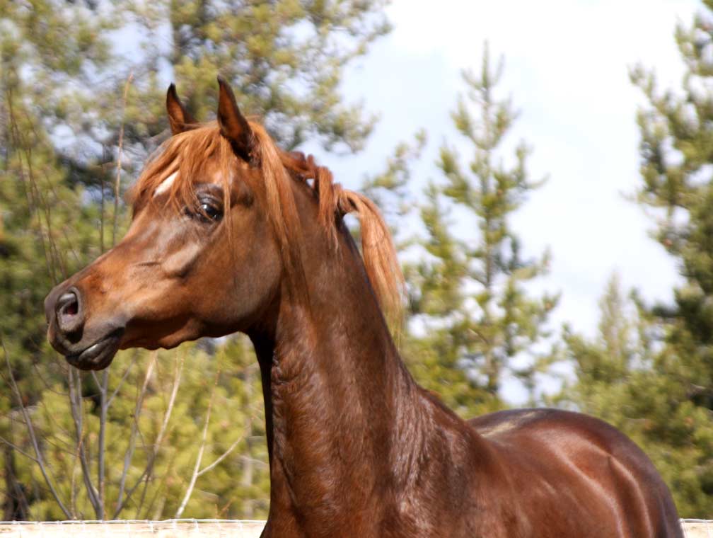 Region IV Champion yearling colt