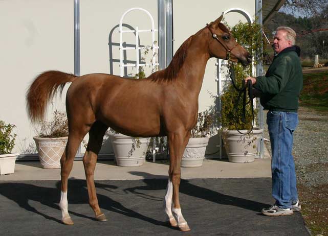 Chestnut Arabian colt out of a black Magnum Psyche dtr.