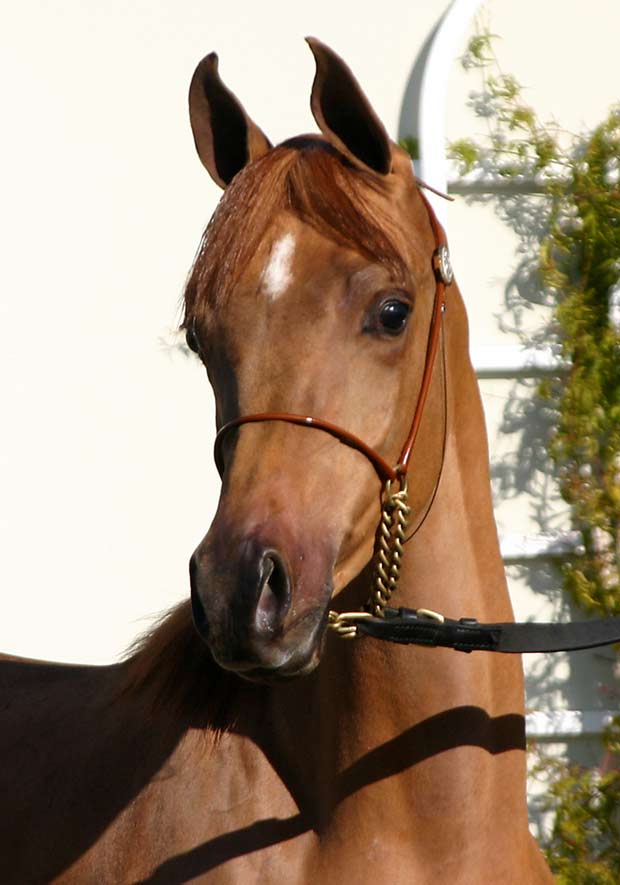 Chestnut colt by Exceleration BP