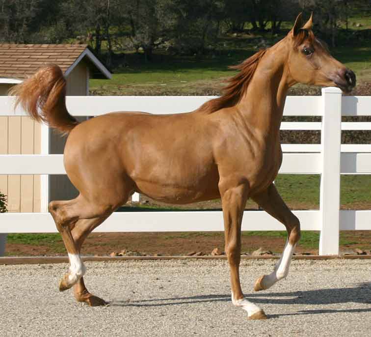 Chestnut Arabian colt out of a black Magnum Psyche dtr.