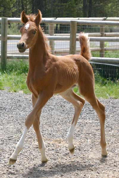 Arabian colt by Exceleration BP out of a black Magnum Psyche daughter