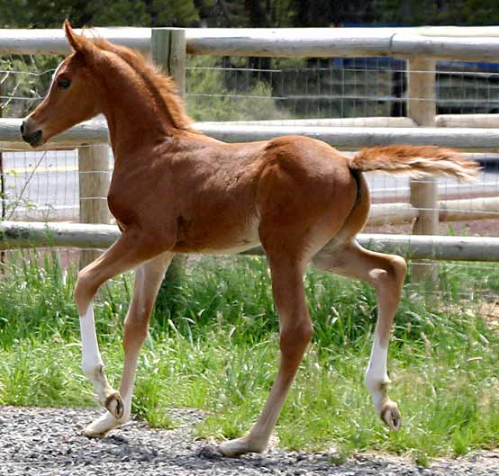 Chestnut Arabian colt by Exceleration BP