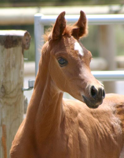 Arabian colt by Exceleration BP out of a black Magnum Psyche daughter