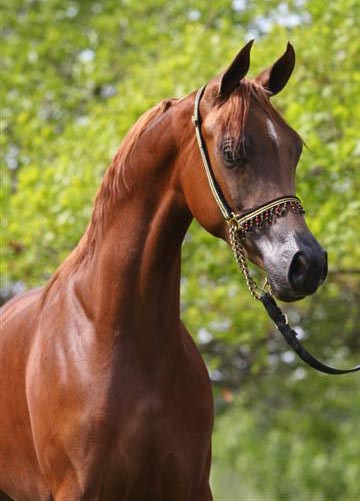 Chestnut Arabian Colt by Exceleration BP