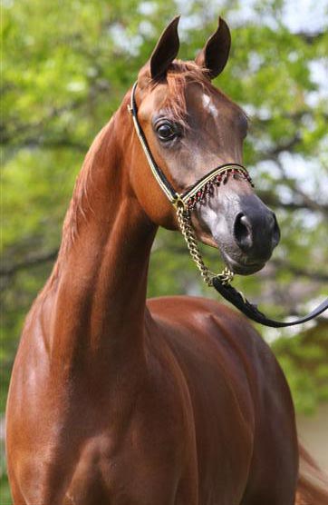 Chestnut Arabian Colt by Exceleration BP