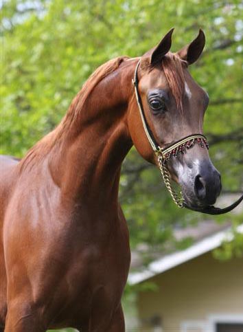 Chestnut Arabian Colt by Exceleration BP