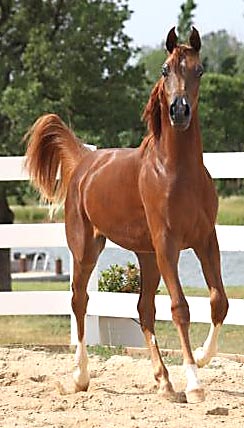 Chestnut Arabian Colt by Exceleration BP