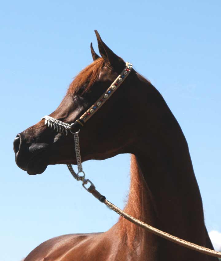 Chestnut colt by QR Excel son out of Magnum Psyche daughter