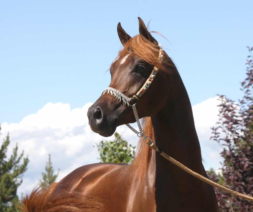 Chestnut colt by QR Excel son out of Magnum Psyche daughter