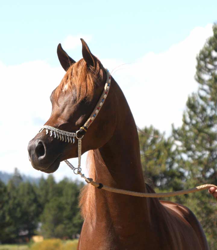 Chestnut colt by QR Excel son out of Magnum Psyche daughter