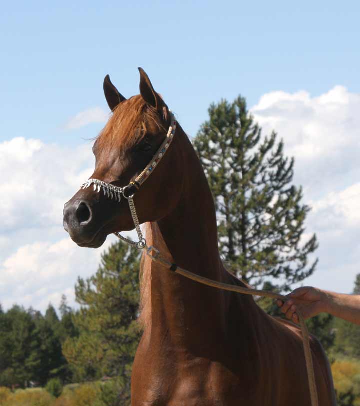 Chestnut colt by QR Excel son out of Magnum Psyche daughter