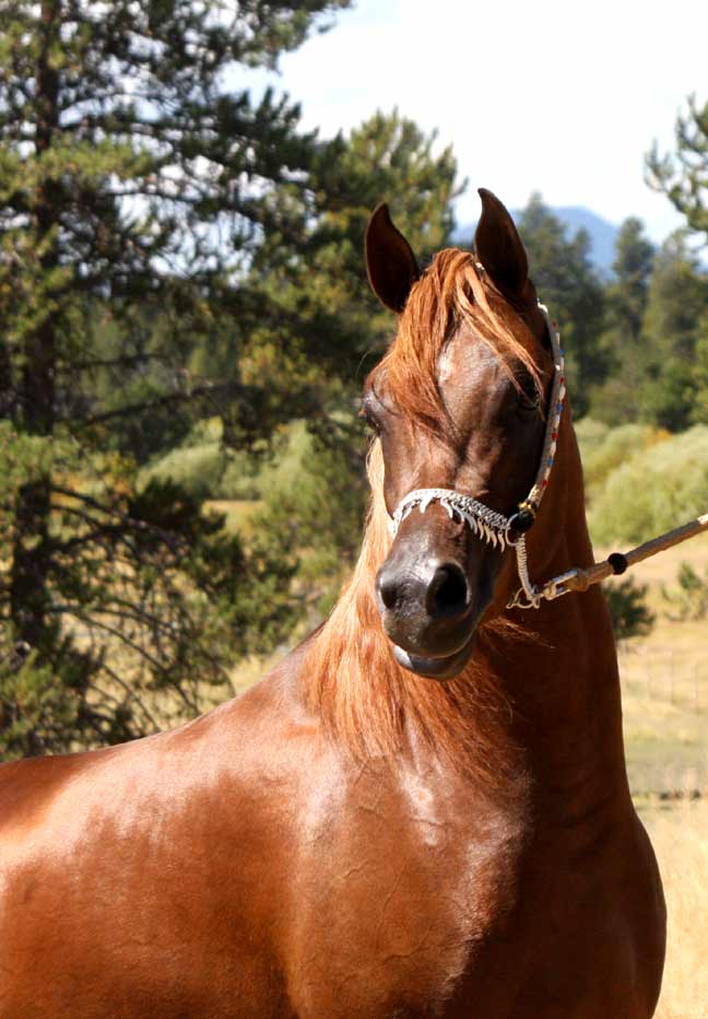 Chestnut Arabian stallion by QR Excel son out of Magnum Psyche daughter