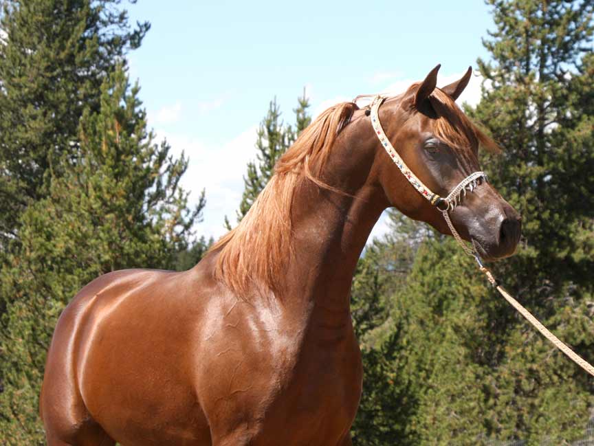 Chestnut colt by QR Excel son out of Magnum Psyche daughter