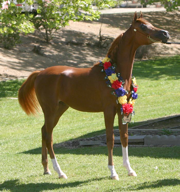 Chestnut Arabian Colt