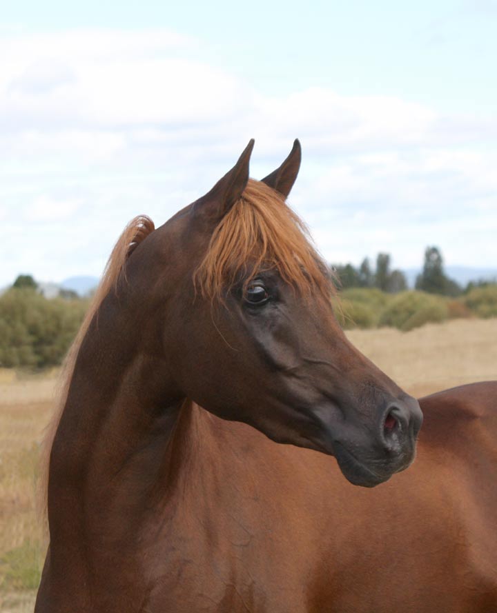 Region IV Champion Yearling colt 2007