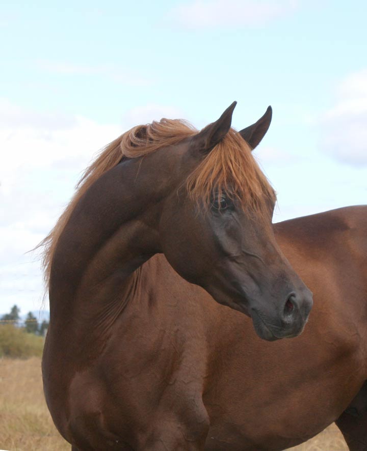 Chestnut colt by Exceleration BP