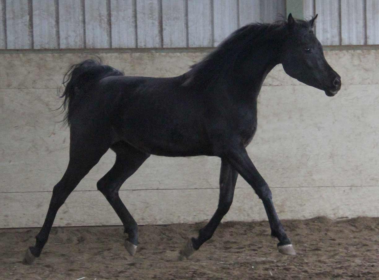 Homozygous black mare by Montenegro BP