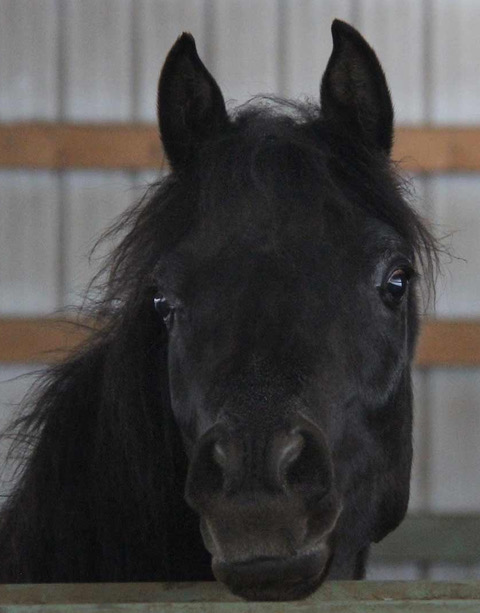 Black filly by Montenegro BP